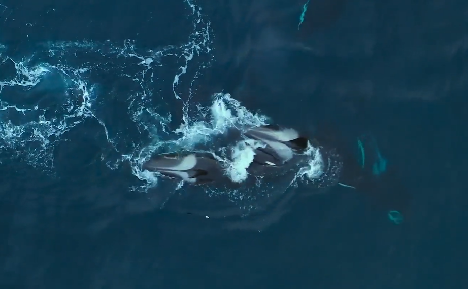 Die beiden Tiere sperrten das Orca-Baby zwischen sich ein und zwangen es zum Ertrinken