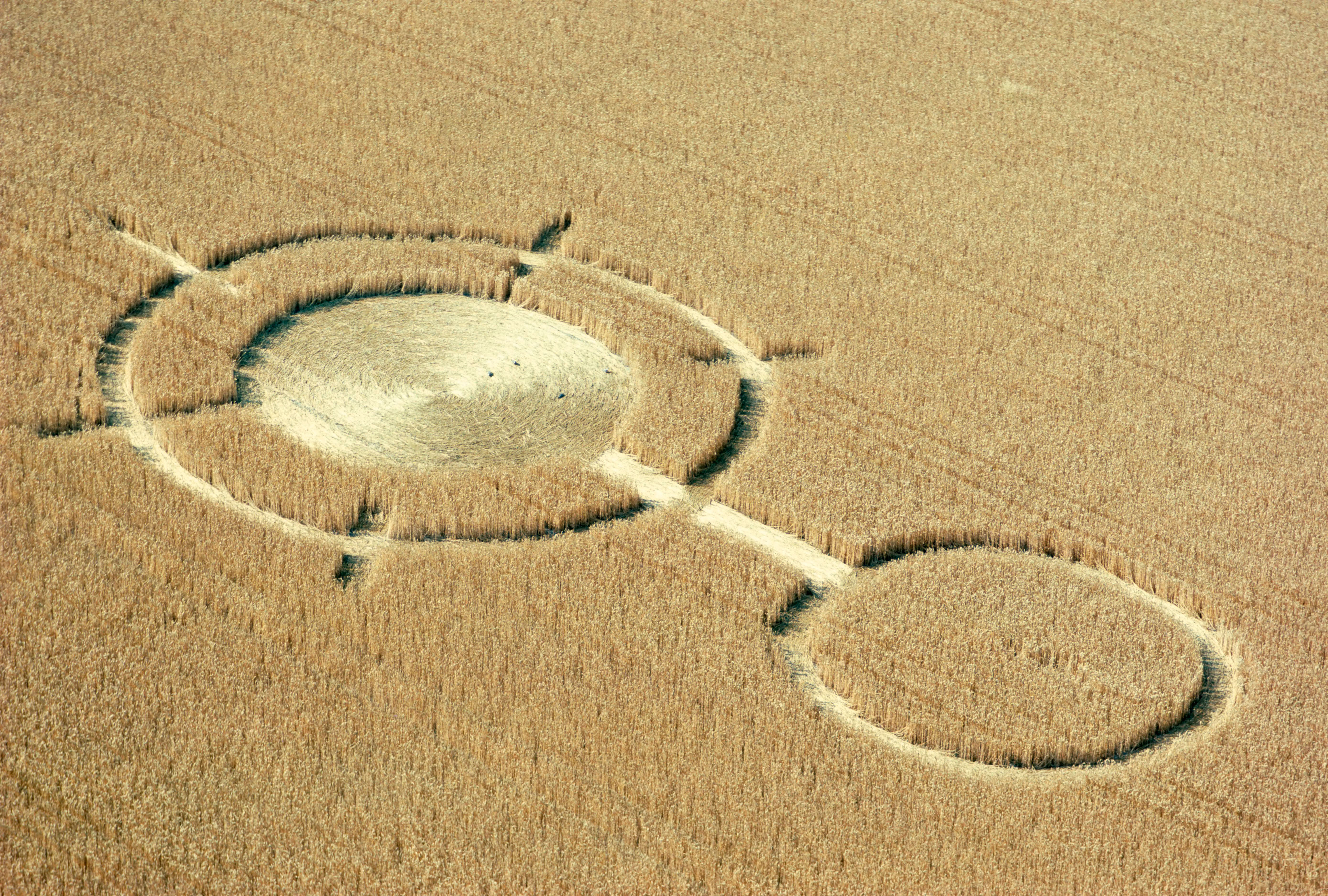 Luftaufnahme von Kornkreisen in einem Weizenfeld in Wiltshire, Großbritannien