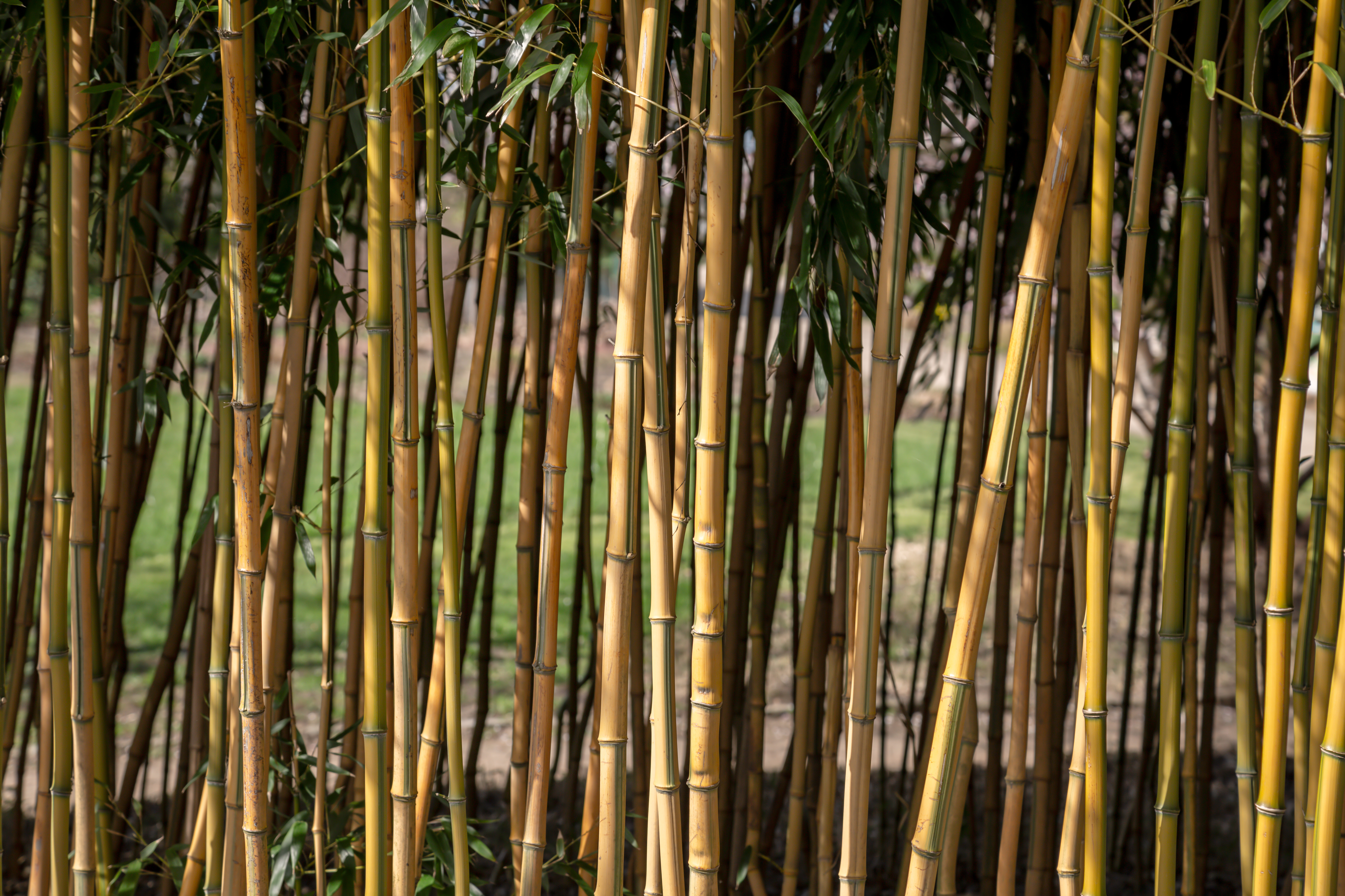 Bambus kann zum Problem werden, wenn er nicht gepflegt und zurückgeschnitten wird