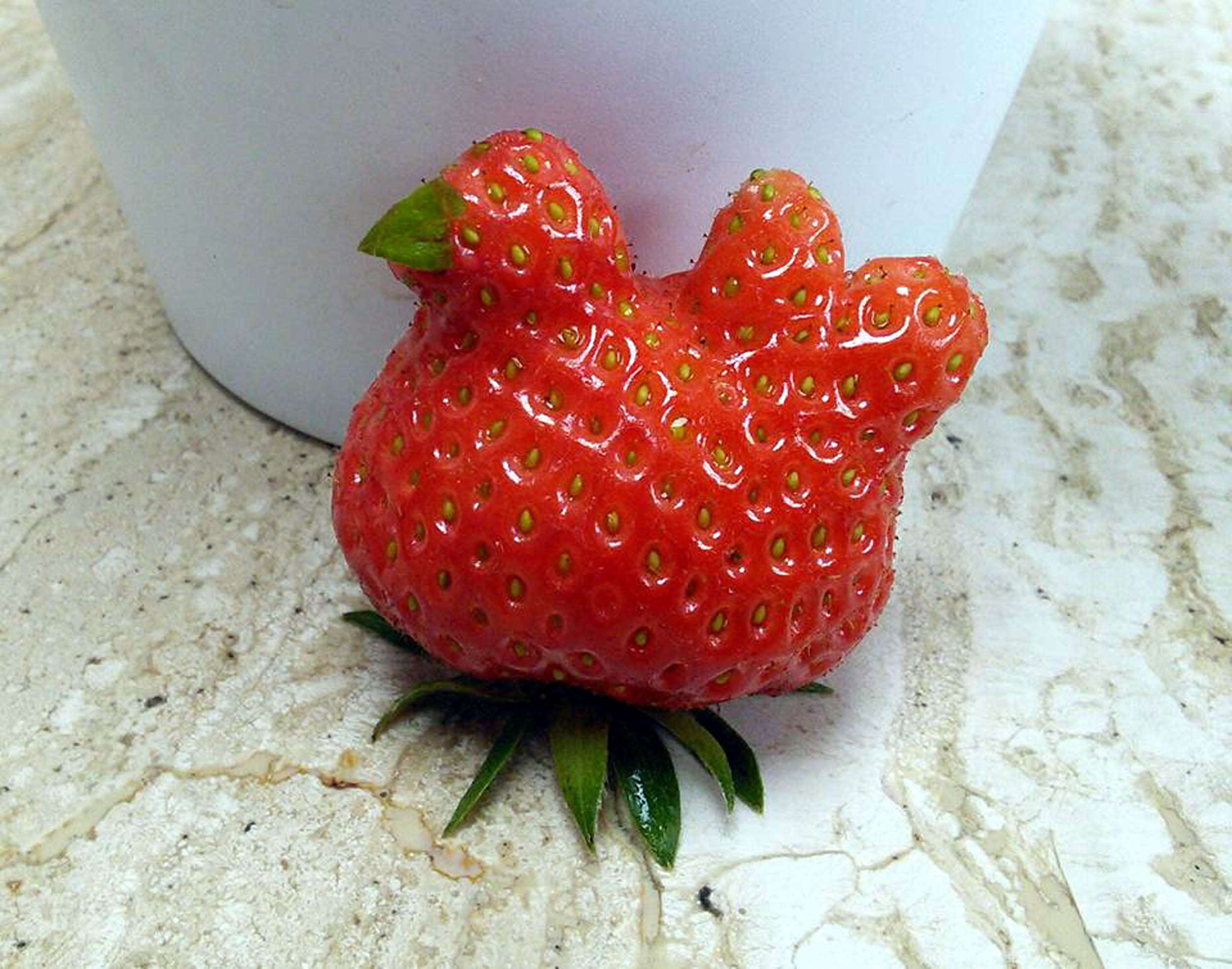 Ich sollte so viel Glück haben.  .  .  Schau dir das an – eine Erdbeere, die wie ein Huhn aussieht.  Was für ein Mist!