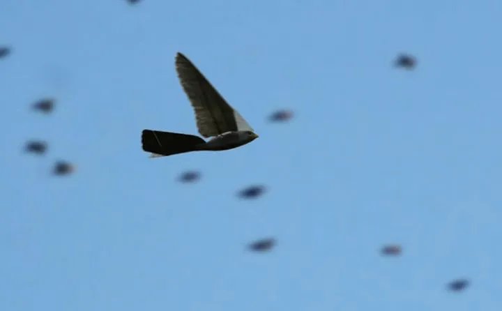 Klonkrieg.  .  .  Drohne imitiert Falken, um Vögel am Flughafen abzuschrecken