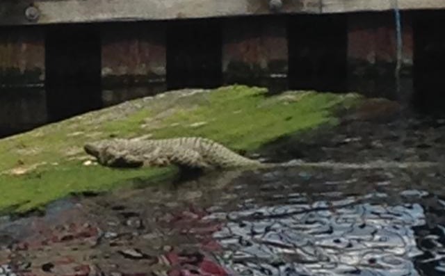 Krokodilschock.  .  .  Aber das Reptil auf der Themse entpuppte sich als ein Haufen Seil