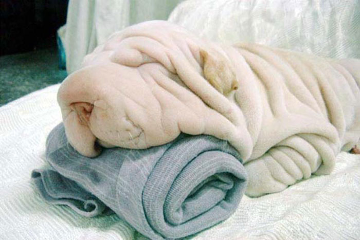 Big Softie sieht aus wie ein flauschiges Handtuch, ist aber in Wirklichkeit ein schlafender Hund
