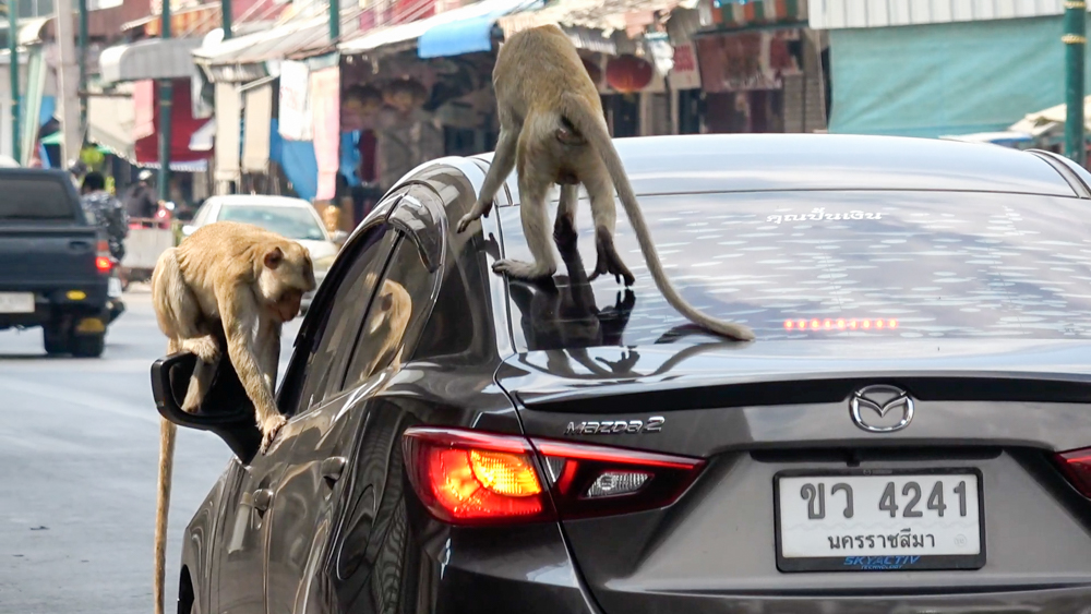 Tobende wilde Affen klettern über ein Fahrzeug