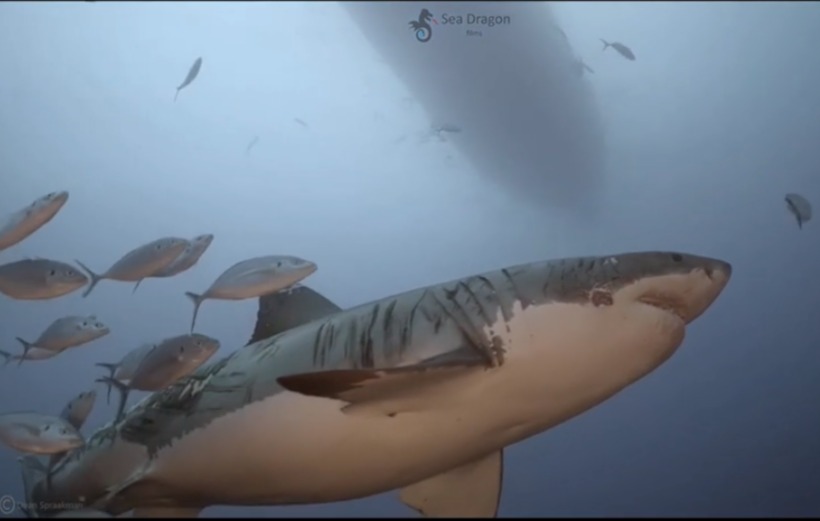 Trotz seiner schweren Kampfwunden war der Hai „unglaublich freundlich“