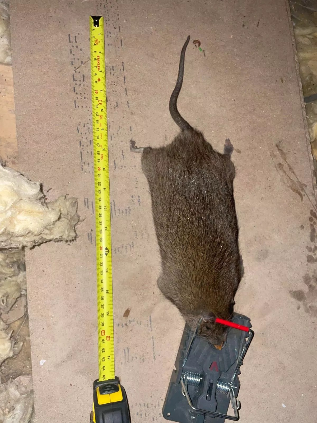 Die größte Ratte, die der Schädlingsbekämpfer je gefangen habe, sei 22 Zoll lang gewesen, behauptet er
