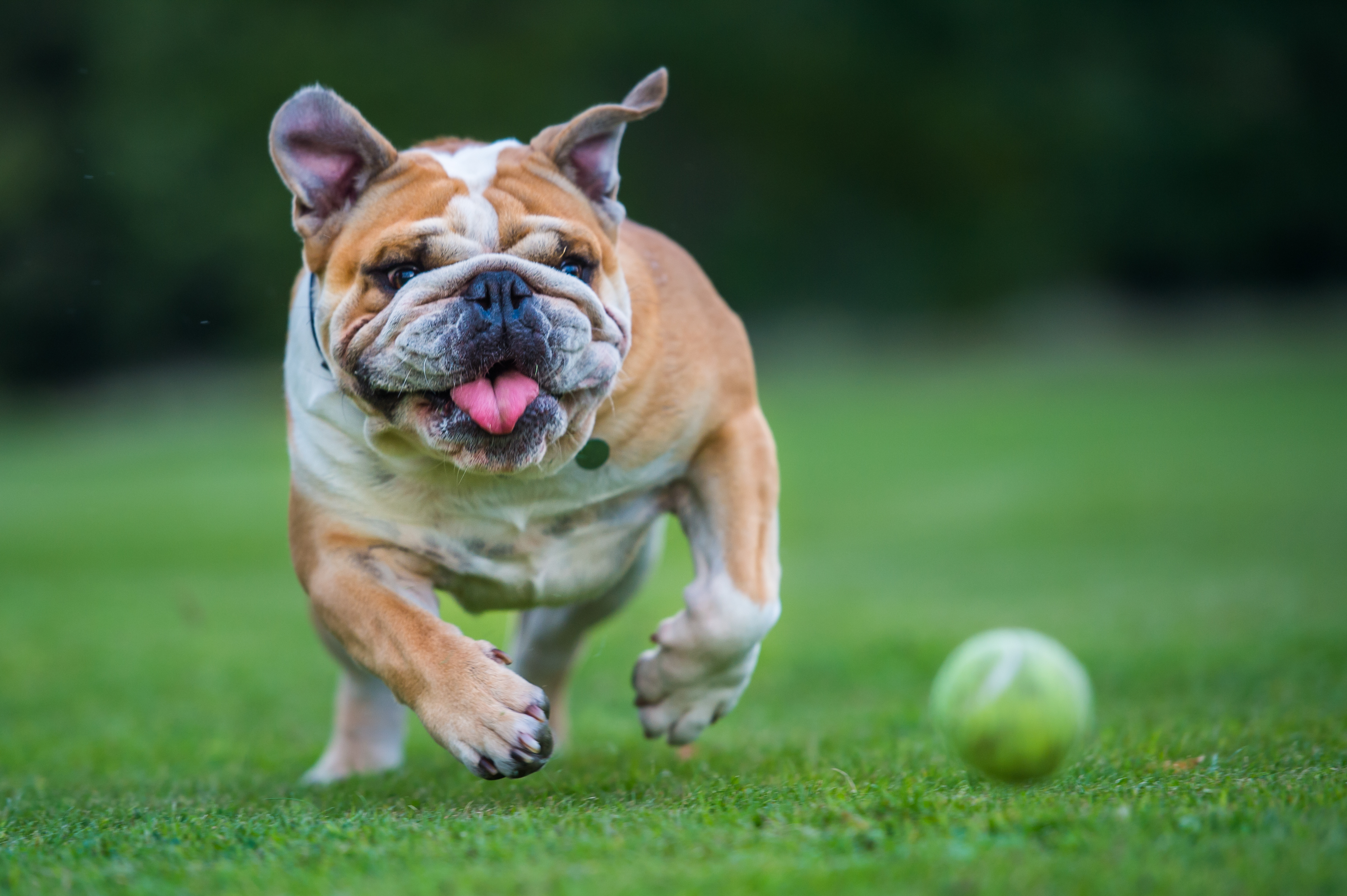Der Hundeexperte sagt, er würde niemals eine brachyzephale Hunderasse wie die Englische Bulldogge besitzen