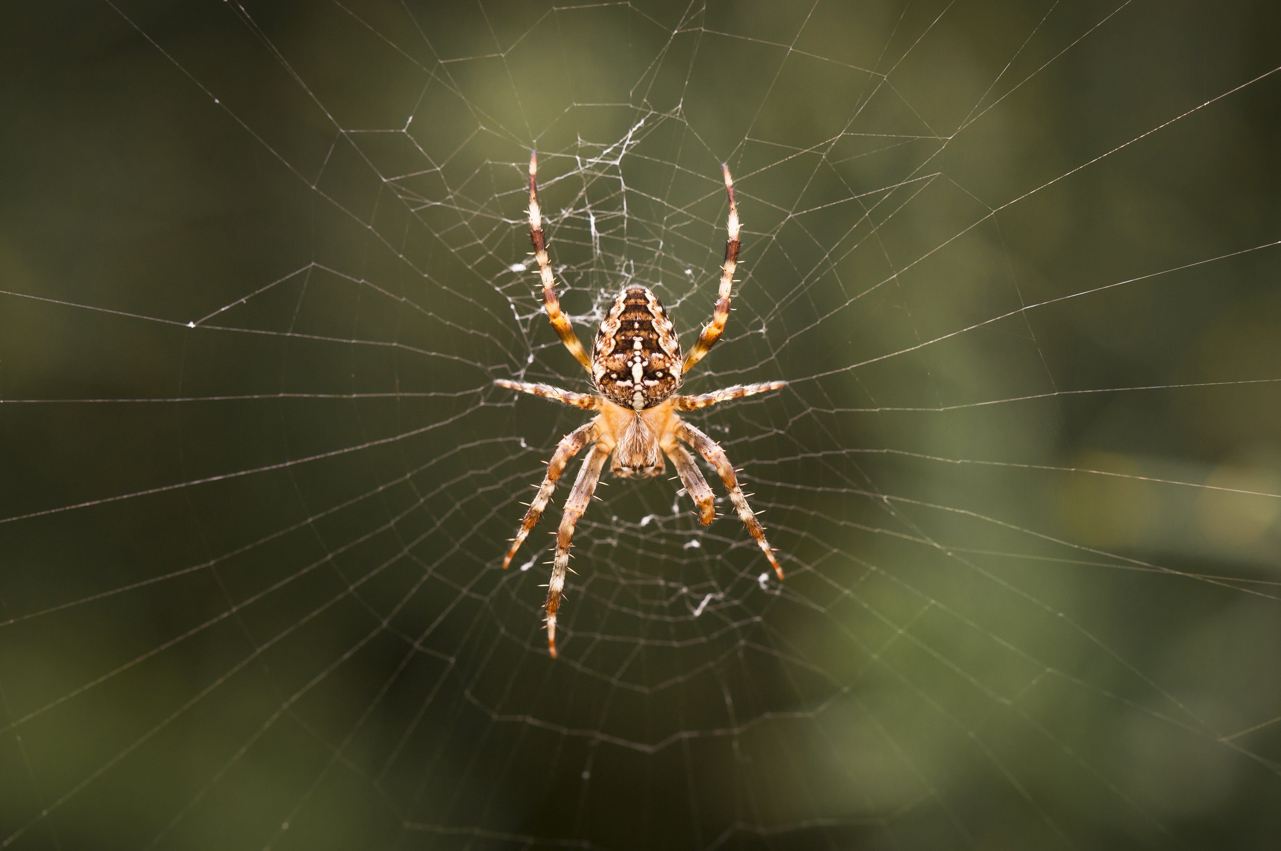 Während einer Sonnenfinsternis beginnen einige Spinnenarten, ihre Netze während einer Sonnenfinsternis aufzureißen, was normalerweise am Ende des Tages der Fall ist