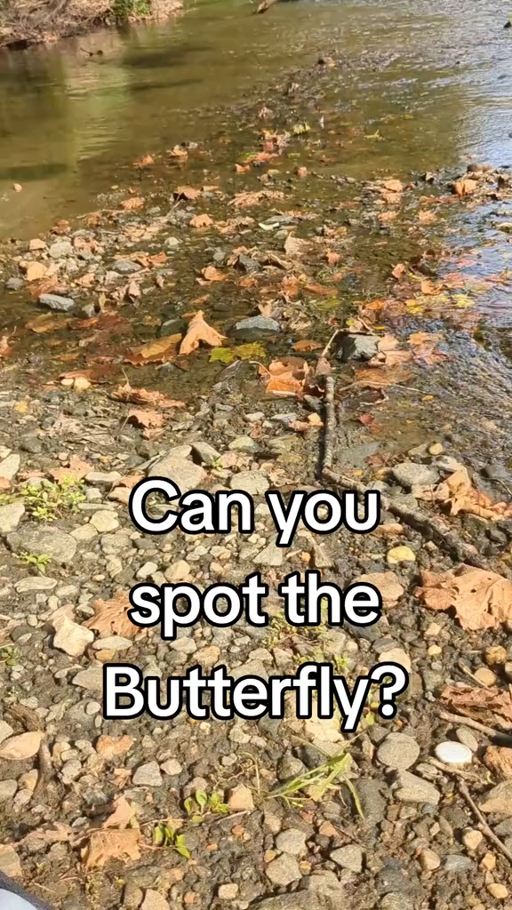 Kannst du den Schmetterling erkennen?