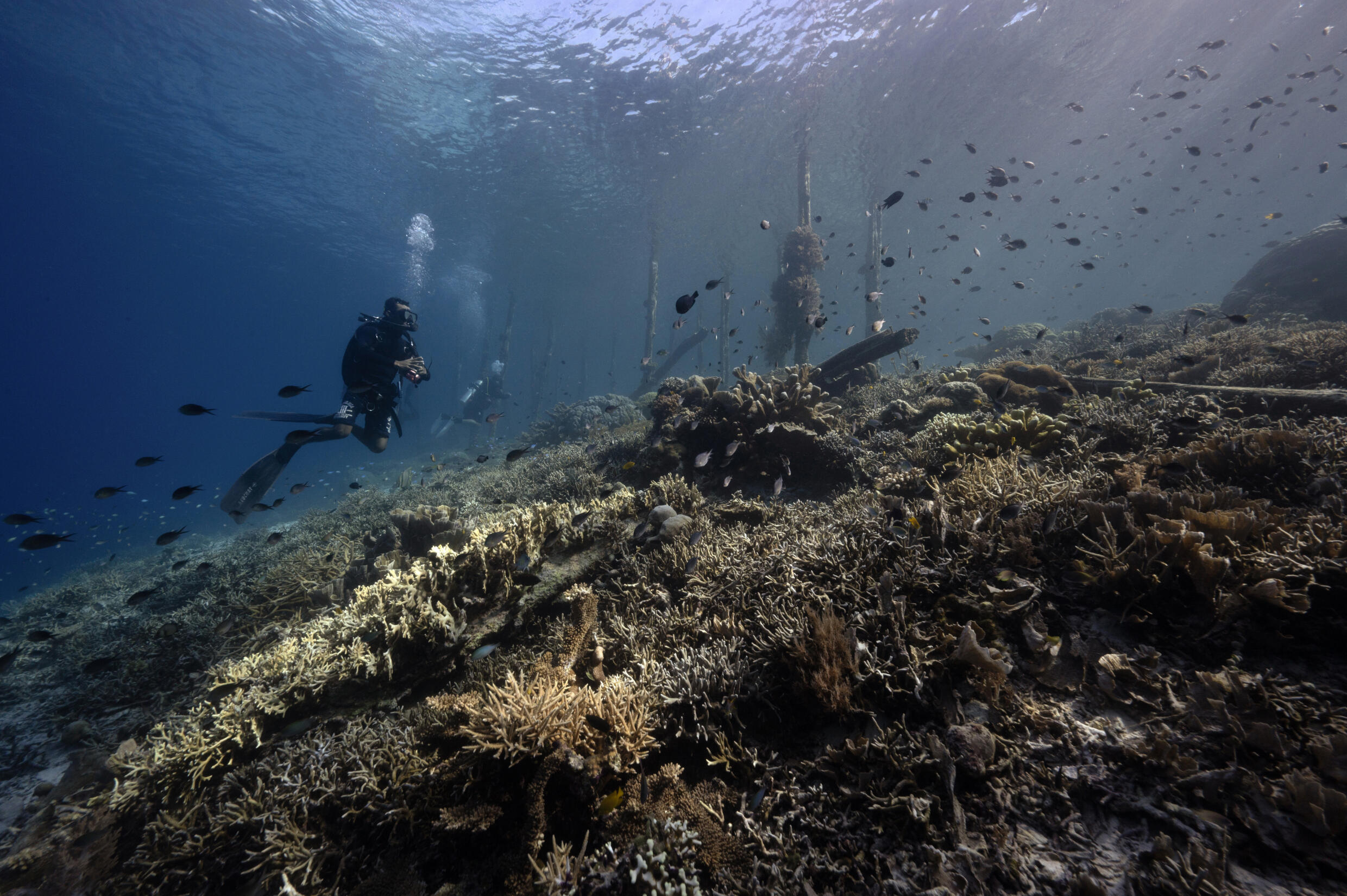 Ein Freizeittaucher schwimmt an Korallen mit Anzeichen von Bleiche in den Gewässern von Raja Ampat Regency in der Region West-Papua im Osten Indonesiens vorbei