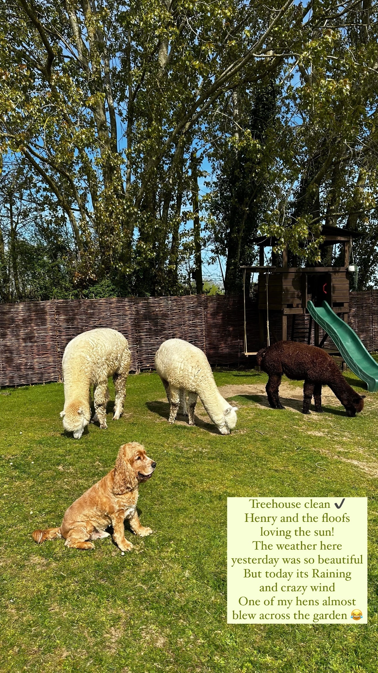 Nach der Reinigung teilte Sophie ein bezauberndes Bild von ihrem Hund Henry neben ihren drei Alpakas