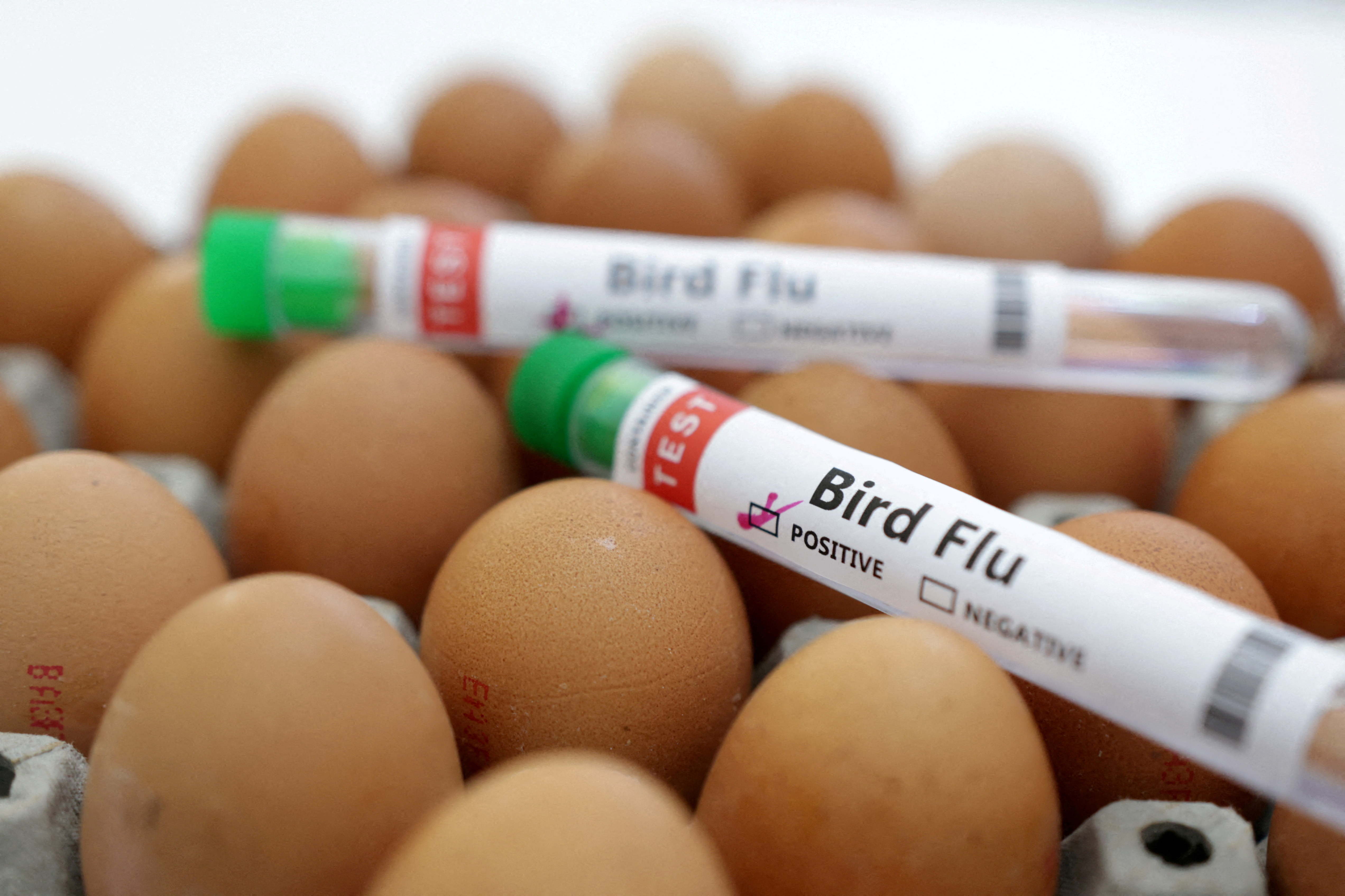 Die Vogelgrippe hat bisher weltweit Millionen von Geflügel das Leben gekostet