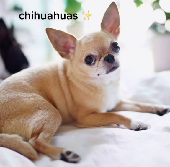 Sie sagte, Chihuahuas würden dich am Ende Tausende kosten