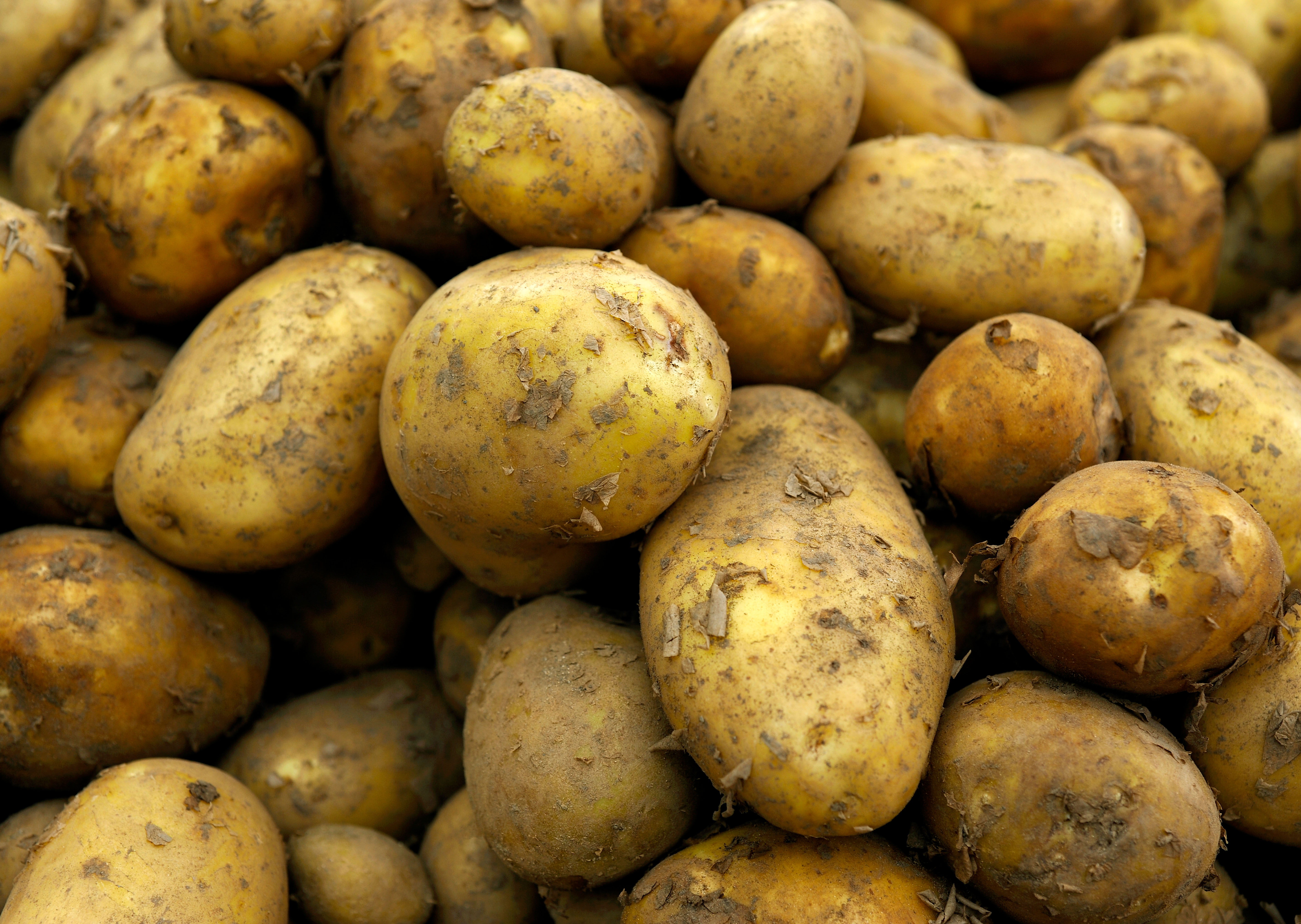 Holen Sie sich jetzt alle Arten von Kartoffeln in die Erde und sorgen Sie für eine langanhaltende Ernte