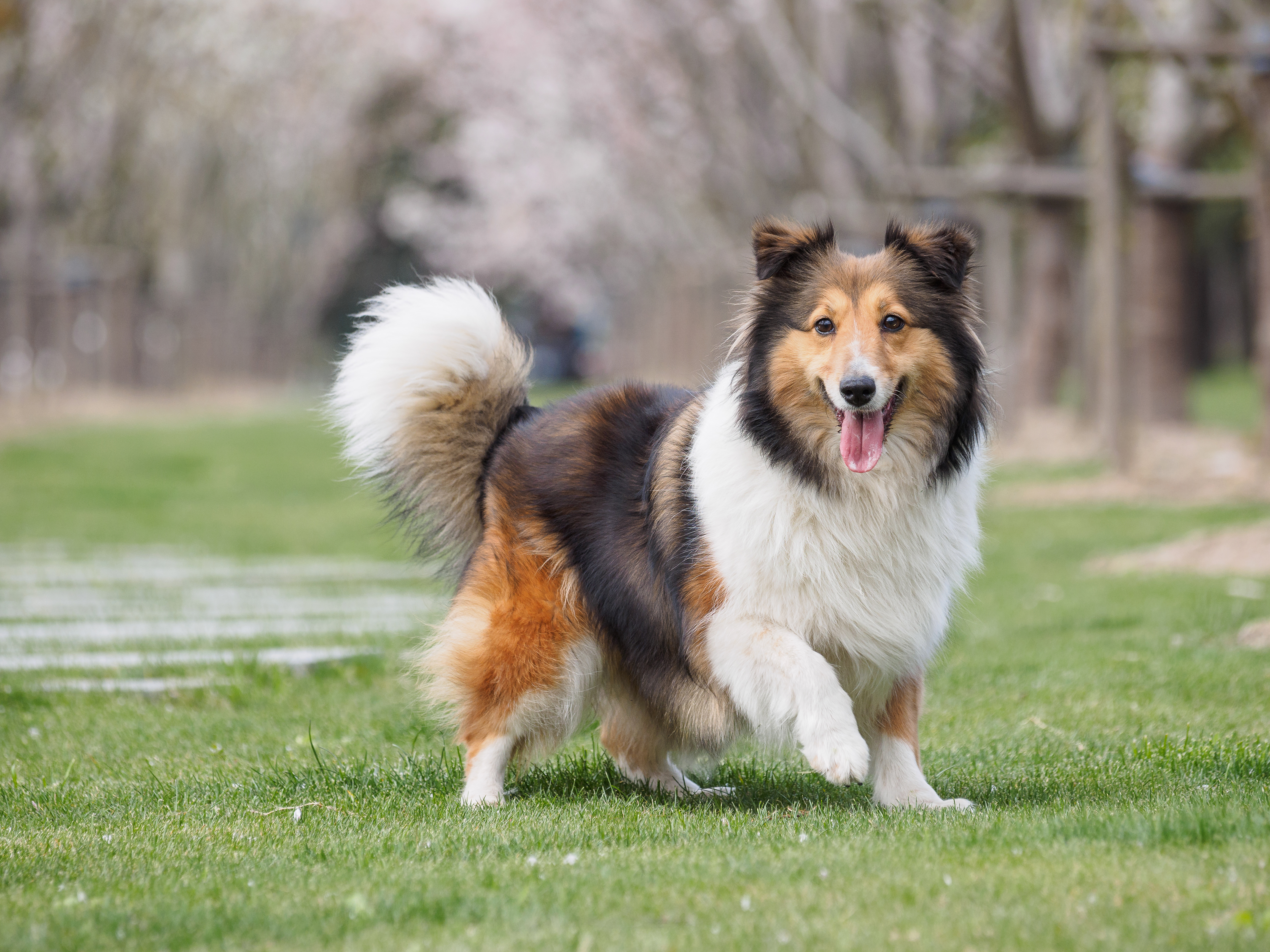 Wenn Sie einen Shetland-Schäferhund besitzen, geht der Tierarzt davon aus, dass Sie wahrscheinlich sehr einfühlsam sind