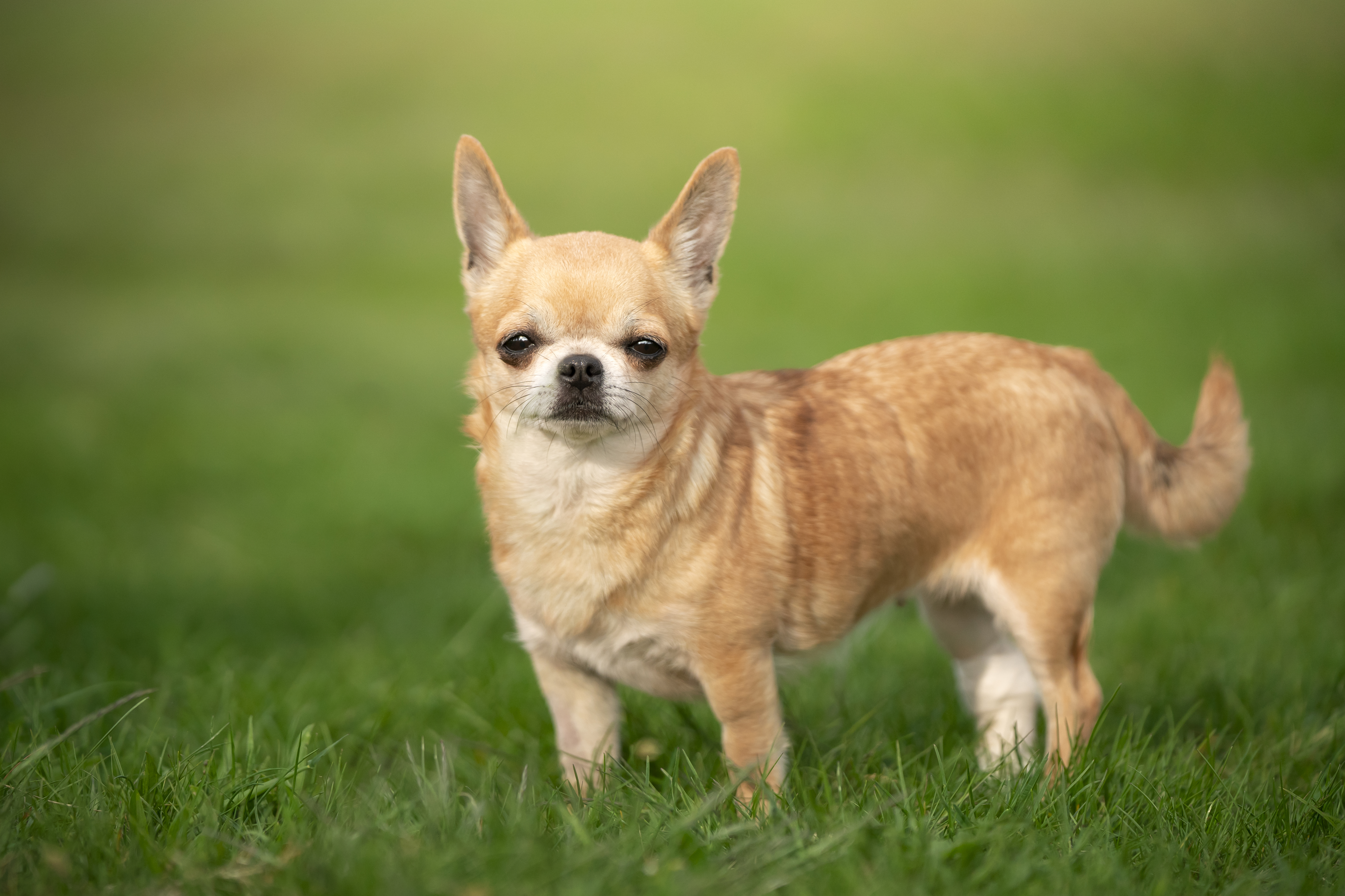 Sie erklärte, dass Chihuahua zwar „wirklich süß“ seien, sie aber „zu klein“ seien und wahrscheinlich „auf sie getreten“ würden.