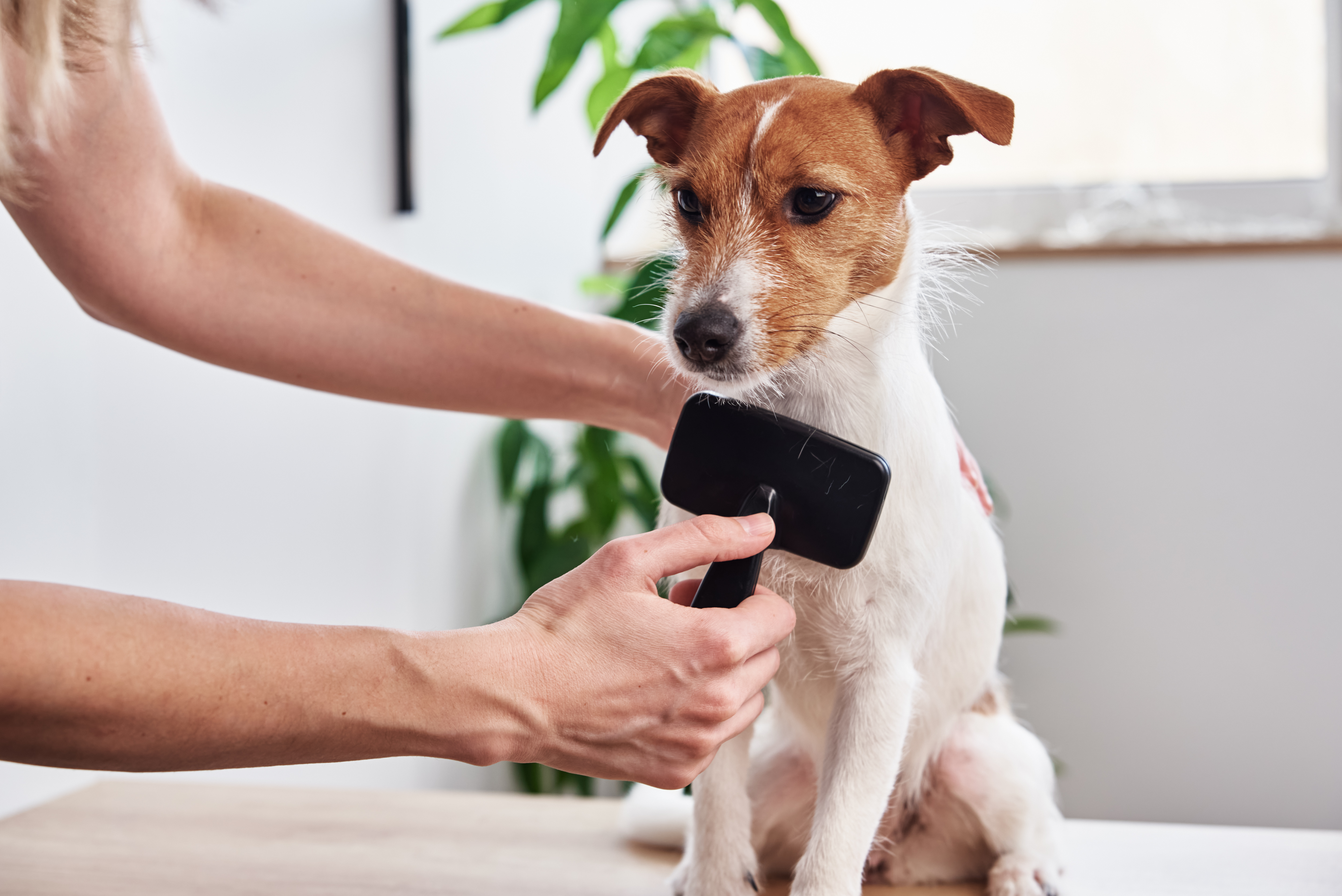 Hundefriseursalons können teuer sein, mit durchschnittlichen Kosten von 43 £ pro Sitzung, aber Sie können lernen, Ihren Hund zu Hause zu pflegen