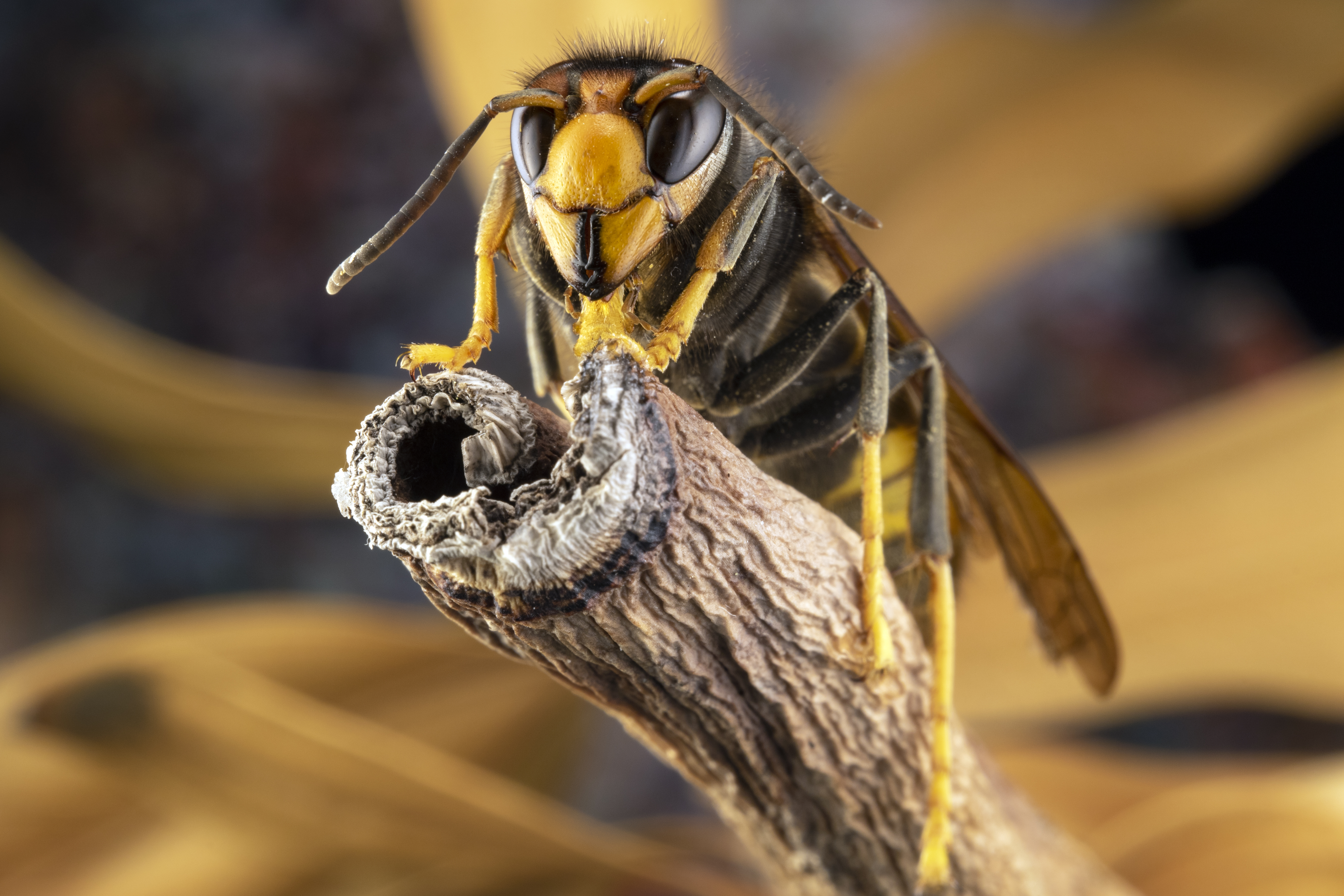 Gelbbeinige Hornissen dezimieren die Bienenpopulationen und stellen eine echte Bedrohung für die Natur dar