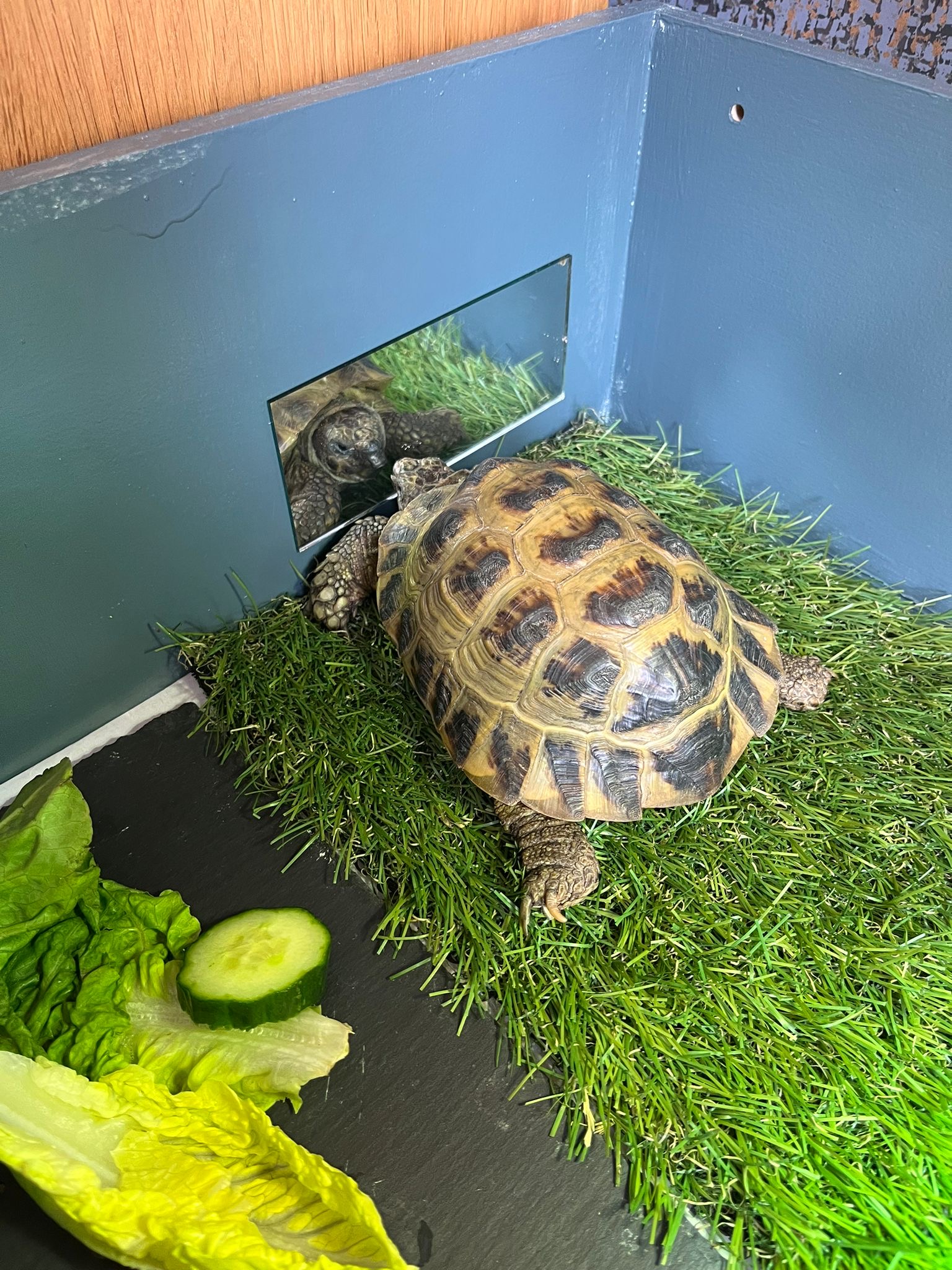 Reggie, die Horsefield-Schildkröte, hilft, das Herz seiner neuen Besitzerin zu heilen, nachdem ihre Schwester im März verstorben ist