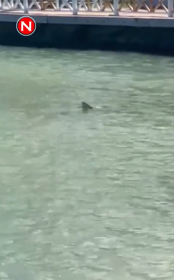 Im Internet kursierte ein Video von einem Hai, von dem man annahm, dass er Peter angegriffen hatte