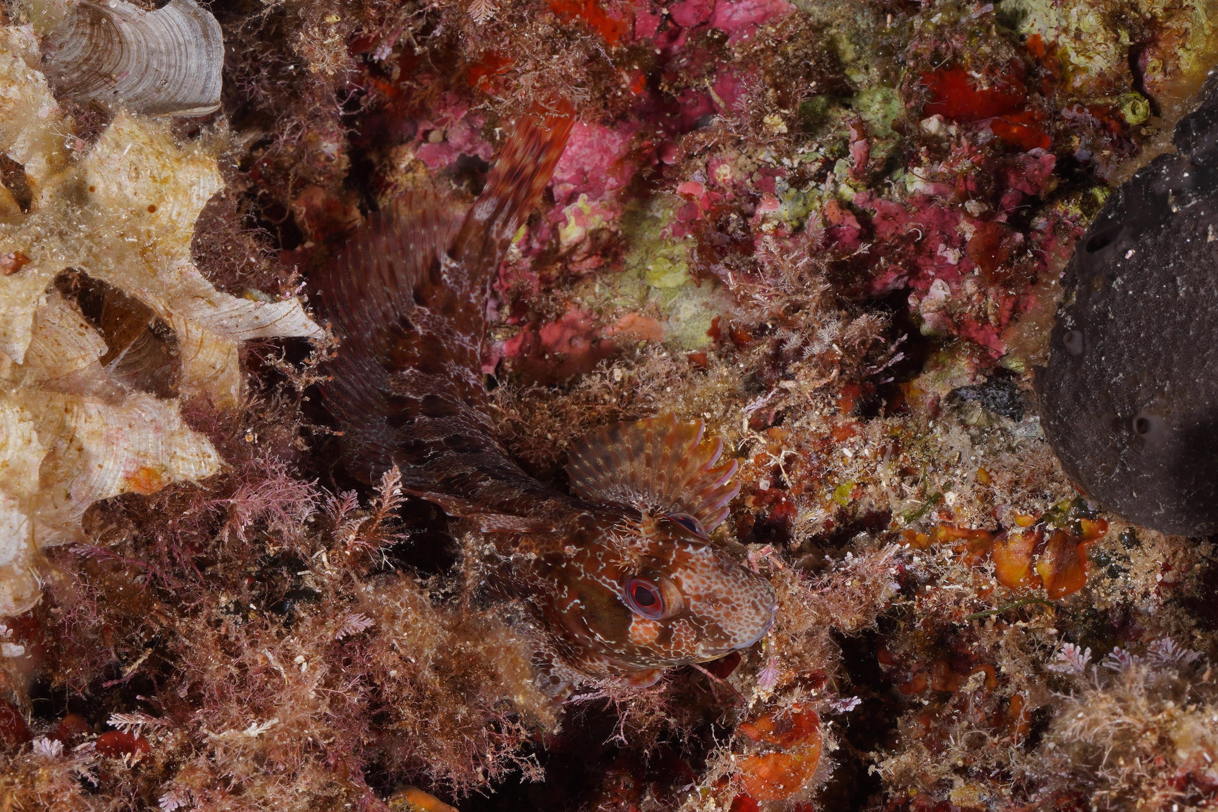 Können Sie das tentakelbewehrte Meerestier in weniger als fünf Sekunden entdecken?