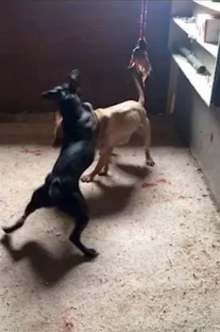 Hunde werden darauf trainiert, bis zum Tod zu kämpfen